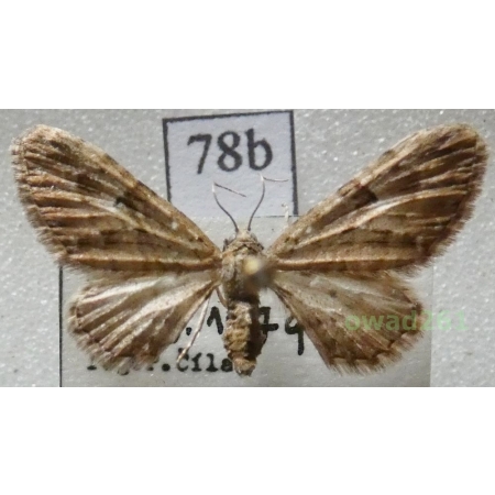 Eupithecia pusillata (Denis & Schiffermüller, 1775) Czech78b